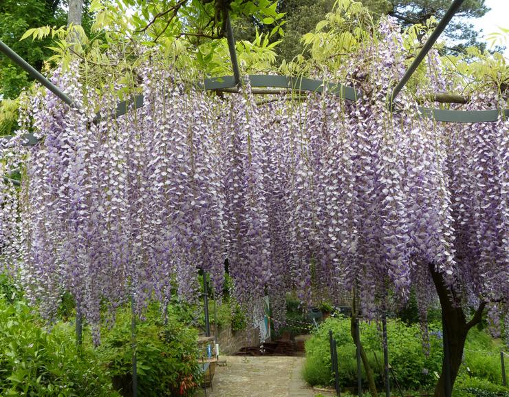Runsaasti kukkiva wisteria tai monikukkainen