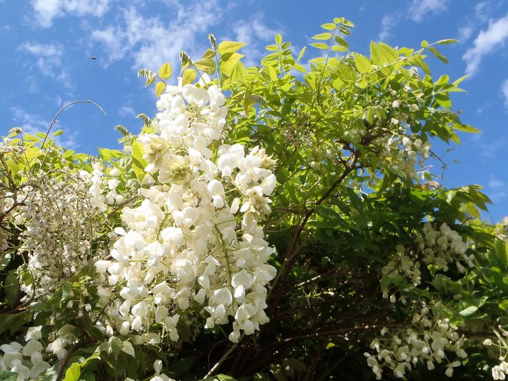 Kaunis wisteria