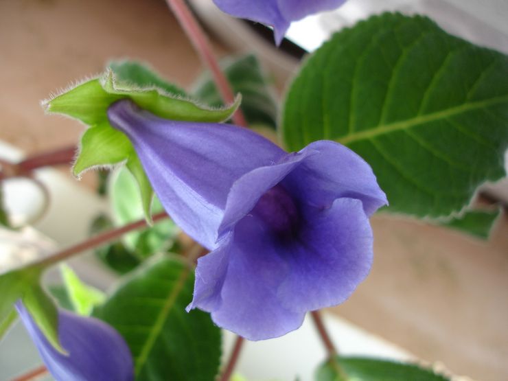 Gloxinia královská