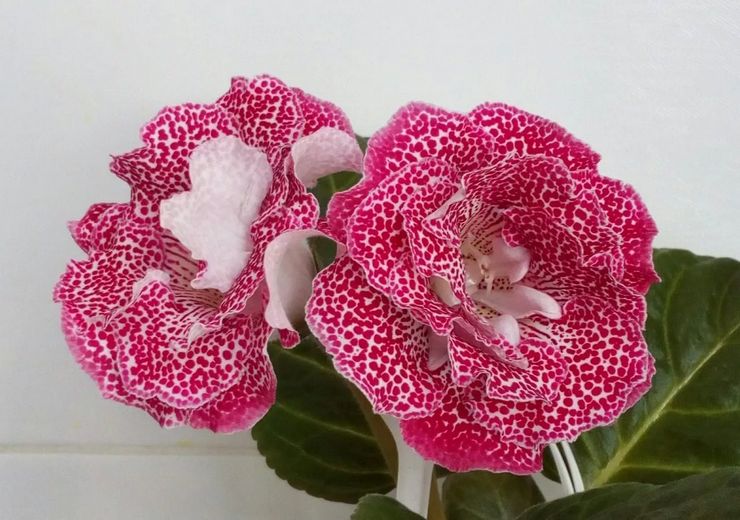 Gloxinia květina