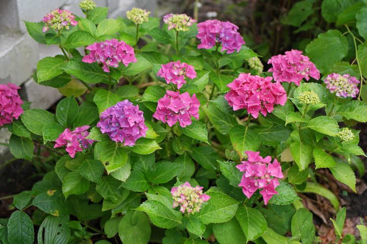 Hydrangea Evropa