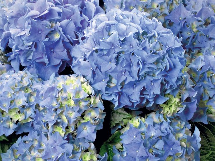 Hydrangea Earley Blue