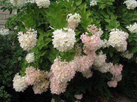 Panicle hortenzie dobře snáší chlad a dorůstá až 5 metrů. Květy mohou být červené, krémové a nažloutlé.