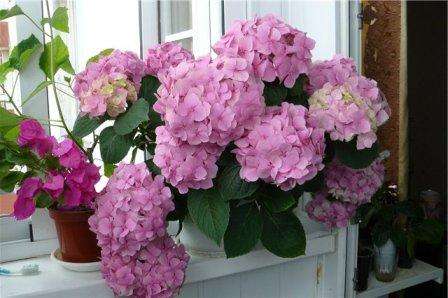Vnitřní hortenzie je považována za jednu z nejroztomilejších a zároveň nejkrásnějších květin. Dokáže změnit barvu
