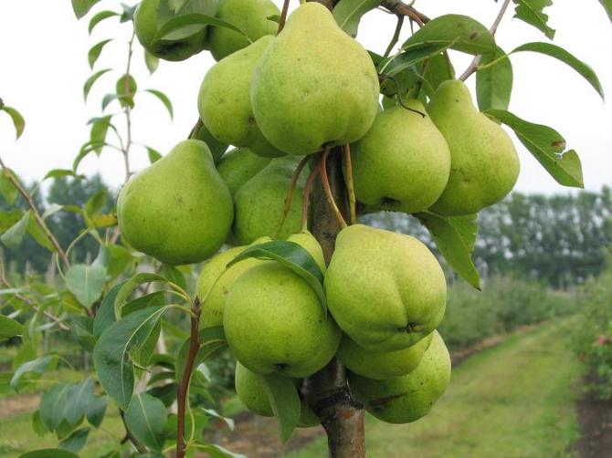 פרי עץ אגס