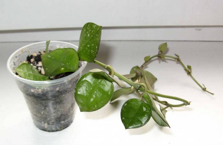 Hoya forplantning ved lagdeling