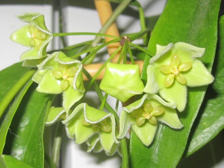 Hoya grønn