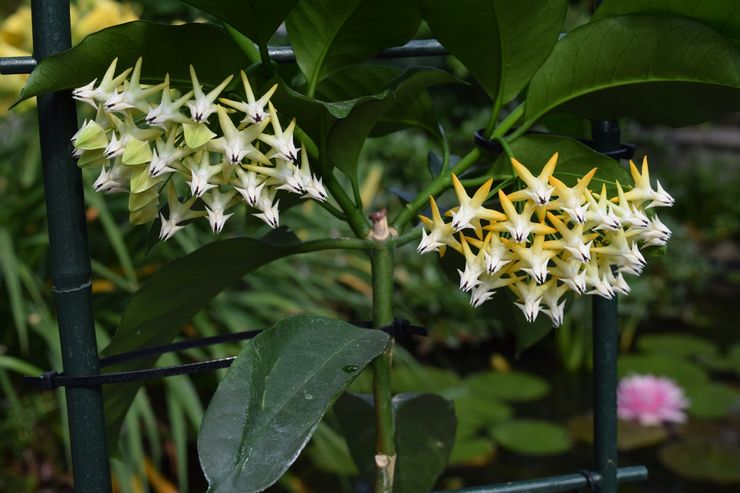 Hoya multiflora, eller flerblomstret