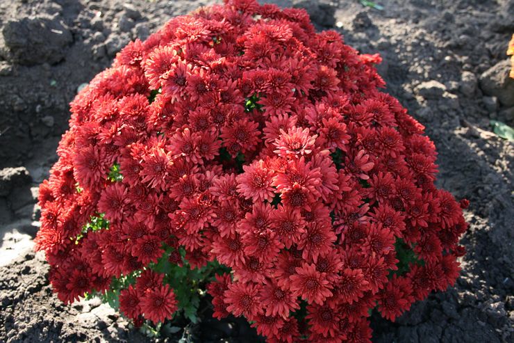 Merkmale der Pflege von Chrysanthemen