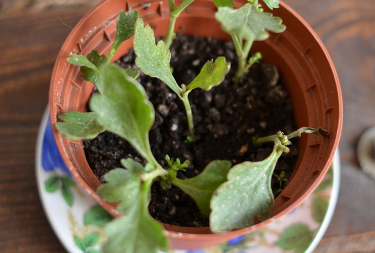 Zuchtmethoden für Chrysanthemen