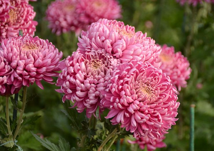 Chrysantheme großblumig