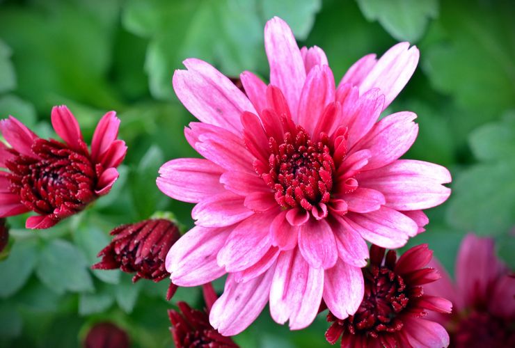 Chrysantheme mittelblütig