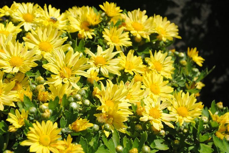 Kleinblütige Chrysantheme oder Koreanisch