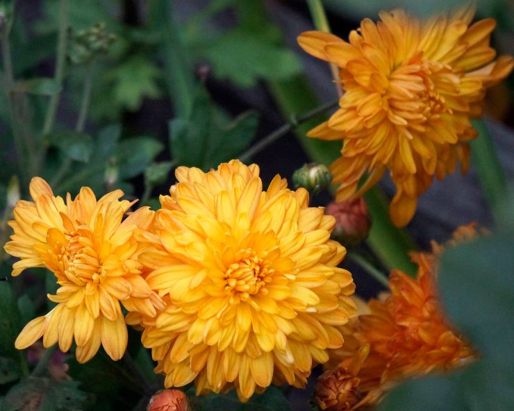 Chrysantheme Orange