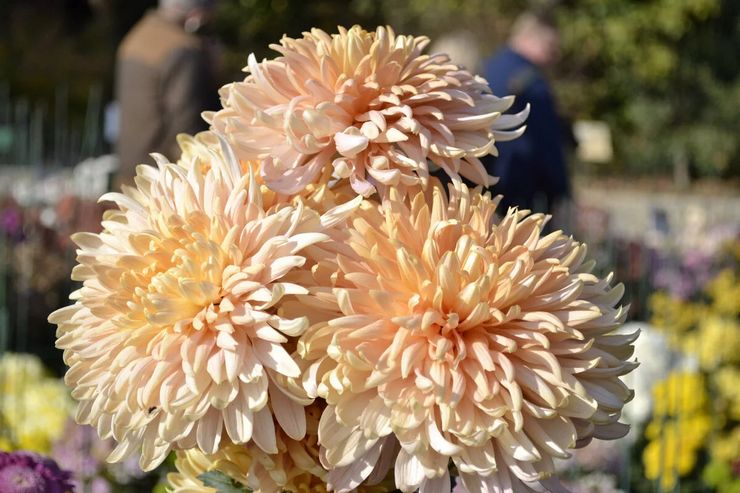 Chrysantheme Avignon