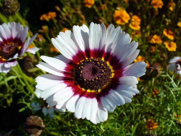 Chrysantheme gekielt oder tricolor