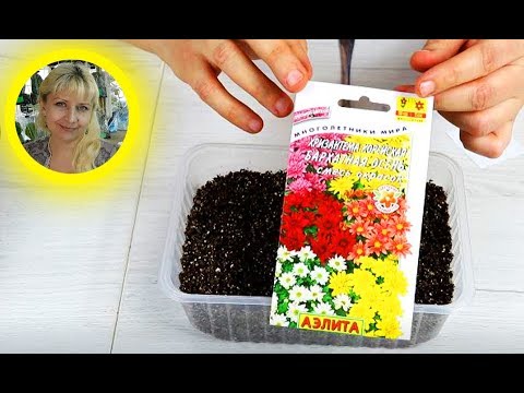 Wie man mehrjährige Chrysanthemensetzlinge pflanzt