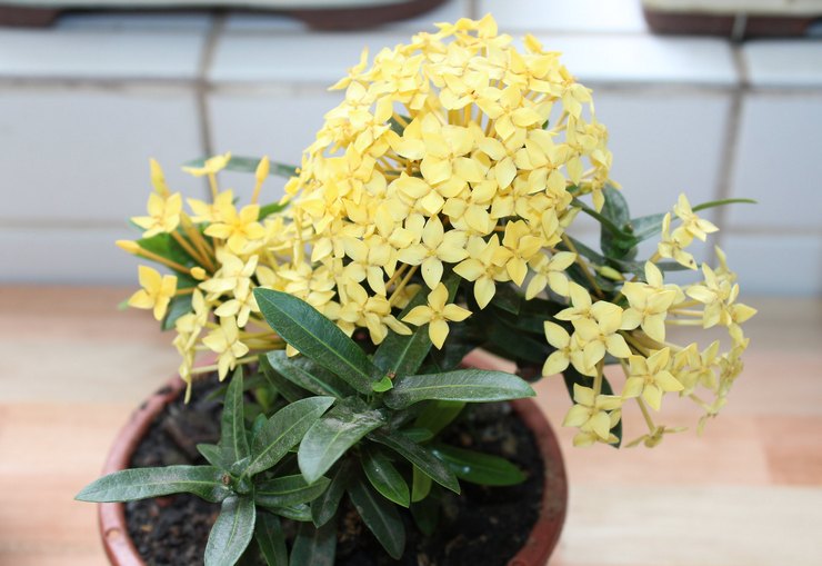 Ixora omsorg hjemme
