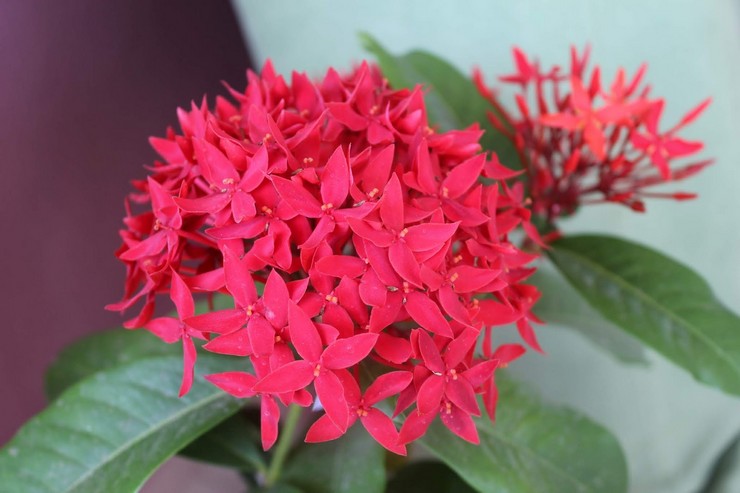 Ixora avlsmetoder