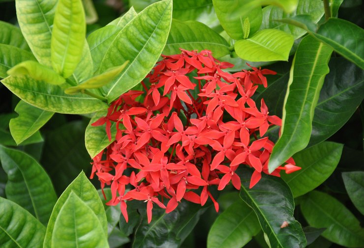 Ixora (Skogenes flamme)