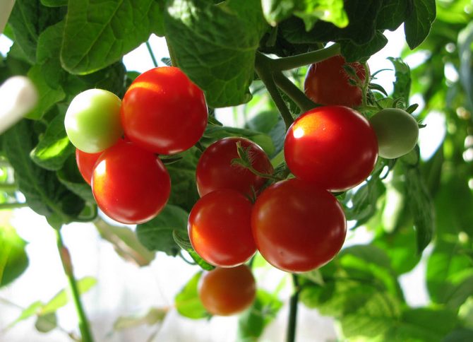 Eine interessante Möglichkeit, Tomatensetzlinge ohne Land anzubauen