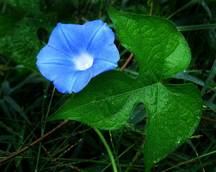 קיסוס Ipomoea