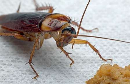 Raske hjemmekontrollmetoder for kakerlakker