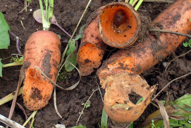 Vorbeugende Maßnahmen zum Schutz von Karotten vor Schädlingen