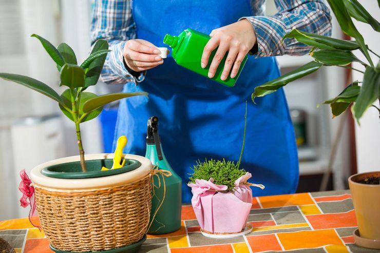 Hvordan og hva skal stimulere blomstring av planter