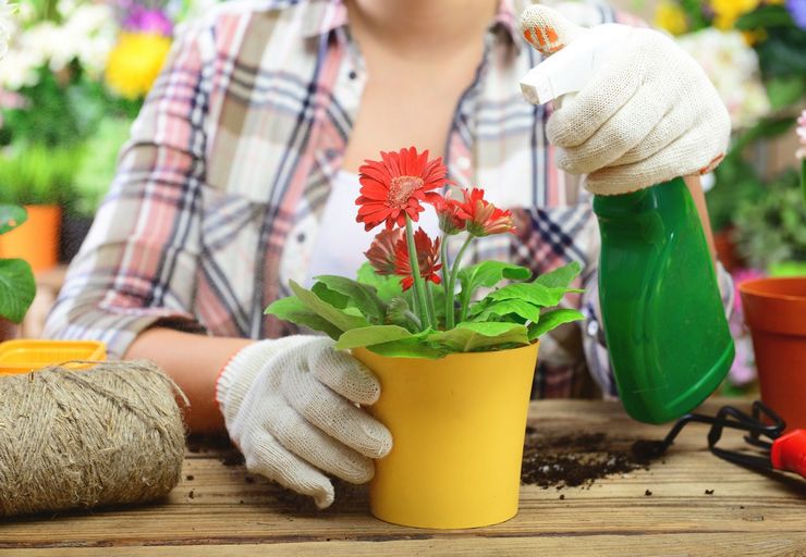 Blomstrende innendørs planter