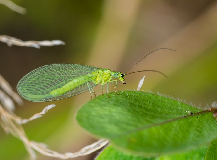 Lacewings