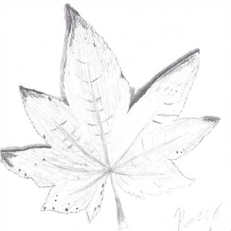 Wie zeichnet man ein Ahornblatt