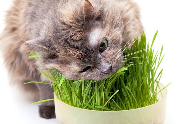 U koček můžete pěstovat speciální kočičí trávu nebo mátu