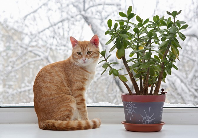 Jak odnaučit kočku jíst květiny a pokojové rostliny. Co když kočka jí květiny?
