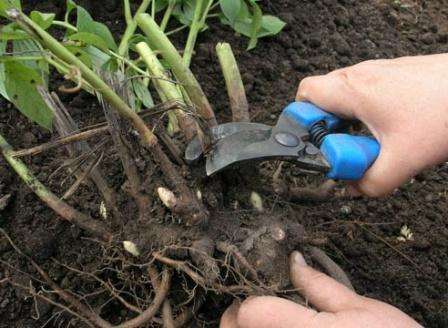 Peoner vokser godt i fruktbar jord, slik at du kan gjødsle regelmessig. Ikke plant peoner i leirjord. Når du planter i svart jord, kan du legge til litt sand i hullet og superfosfat.