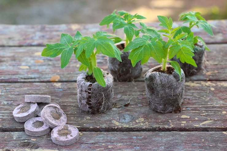 Torvtabletter - hvordan du bruker det til dyrking av frøplanter. Instruksjon, video