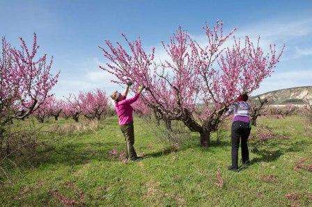 Beschneiden alter Pfirsiche im Frühjahr, Sommer, Herbst Video für Anfänger
