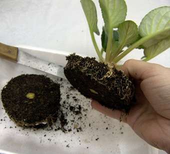 Normalerweise ist zum Umpflanzen von Veilchen kein vollständiger Bodenaustausch erforderlich, ein sorgfältiger Umschlag unter Zugabe von mit Nährstoffen und Spurenelementen gesättigtem Boden ist ausreichend.