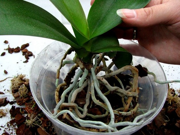 Die wichtigsten Anzeichen für das Umpflanzen einer Orchidee