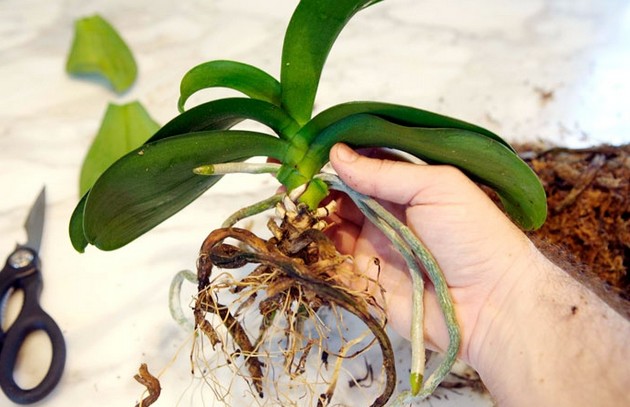 Wie man eine Orchidee richtig verpflanzt