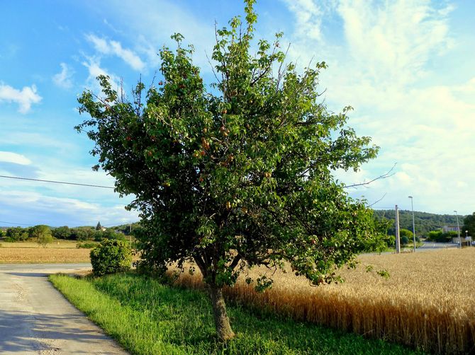 Birnen pflanzen: im Frühjahr oder Herbst?