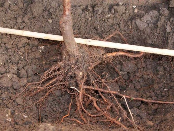 Wo man eine Birne pflanzt: Einen Ort auswählen und eine Grube vorbereiten