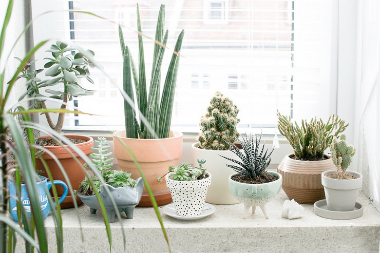 כיצד לבחור את הצמחים הנכונים לחלונות מזרח ומערב