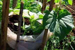 Valmistele maaperä kurkkujen istuttamista ja pussien kasvatusta varten. Voit käyttää tavallista kasvisekoitusta tai sekoittaa maaperän ja lannan itse. Täytä pussit 1/3 täytetyllä maaperällä,