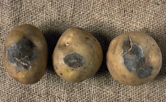 ריקבון הוא הבעיה העיקרית שמובילה להרס תפוחי אדמה