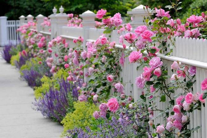 En klassisk rosehage innebærer å plante bare roser.