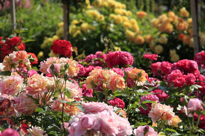 Å lage en rosehage i hagen med egne hender. Velge et sted i landet og varianter av roser, forberede et nettsted. Designfoto