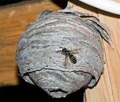 Poté, co zpracujete hnízdo, musí být strženo, vloženo do pytle, odvezeno z domova a spáleno
