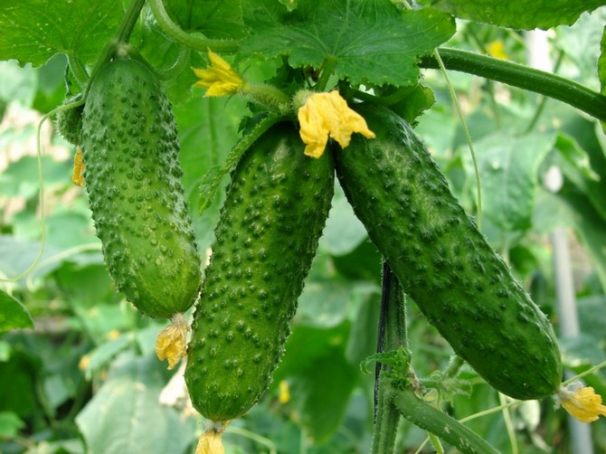 Hvordan dyrke agurker uten kjemikalier