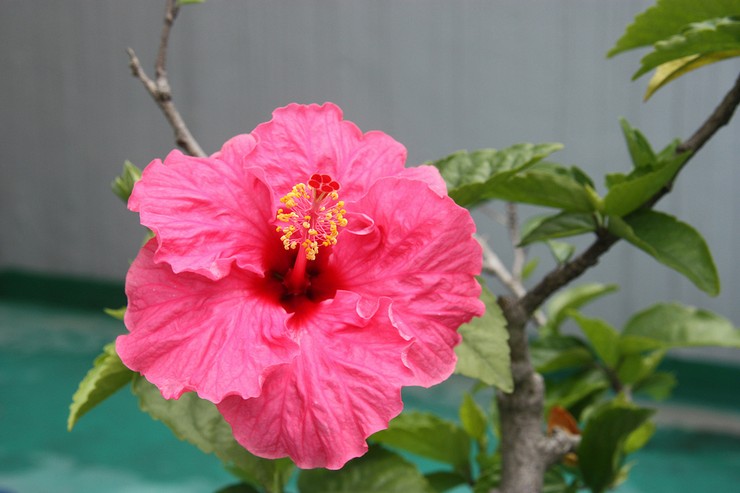 Wie man Hibiskus aus Samen anbaut